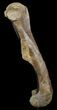 Killer,  Kritosaurus Femur - Aguja Formation, Texas #51409-3